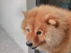 Cachorro raça Chow chow  idade 4 anos nome Yuk