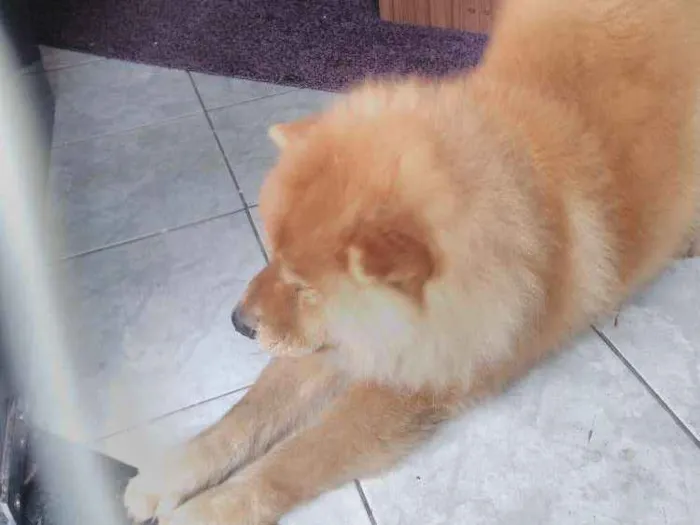 Cachorro raça Chow chow  idade 4 anos nome Yuk