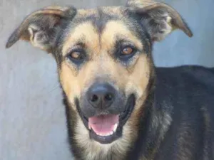 Cachorro raça  idade 2 anos nome Natascha
