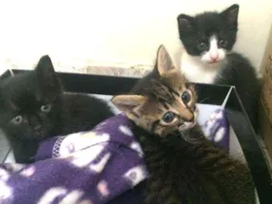 Gato raça Srd idade Abaixo de 2 meses nome Bebês