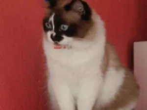 Gato raça Srd idade 2 anos nome Mirna