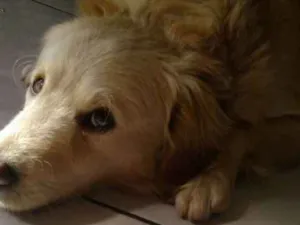 Cachorro raça vira lata com golden idade 2 anos nome Scooby