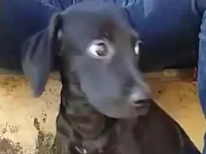 Cachorro raça vira lata idade 2 a 6 meses nome Não tem nome