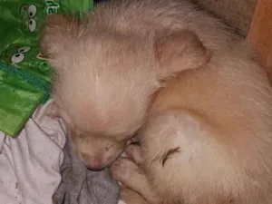 Cachorro raça  idade 2 a 6 meses nome Scoby