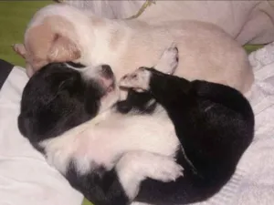 Cachorro raça  idade 2 a 6 meses nome Ainda não tem nome