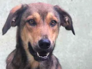 Cachorro raça  idade 2 anos nome Meg