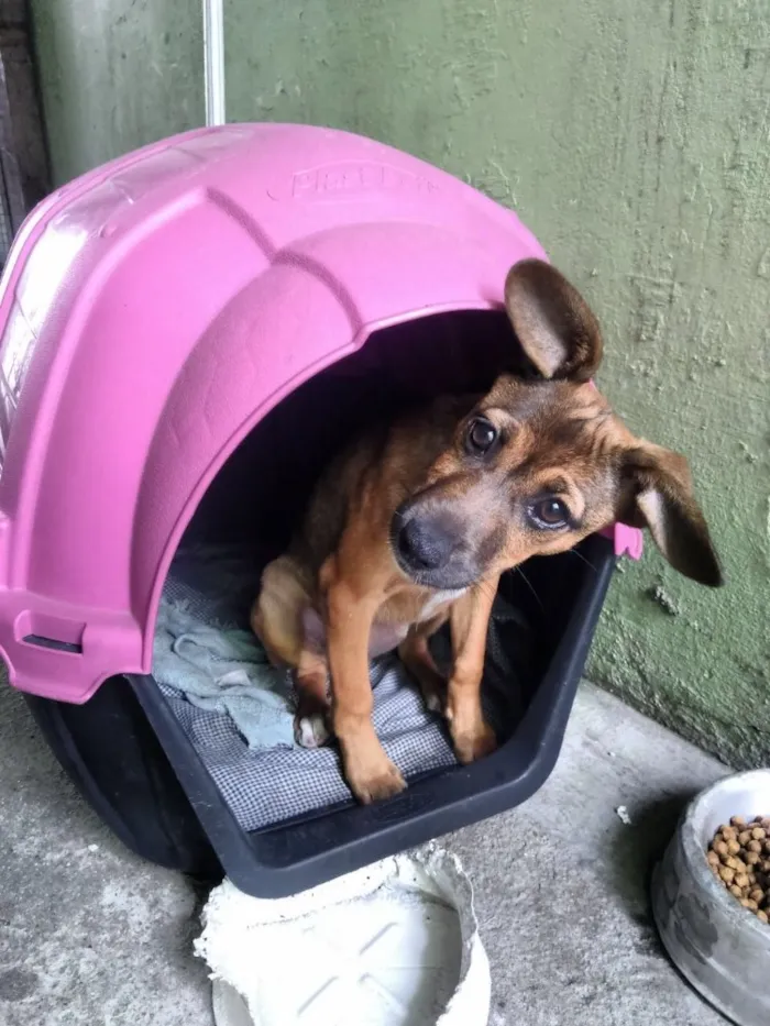Cachorro ra a Srd idade 2 a 6 meses nome Marie