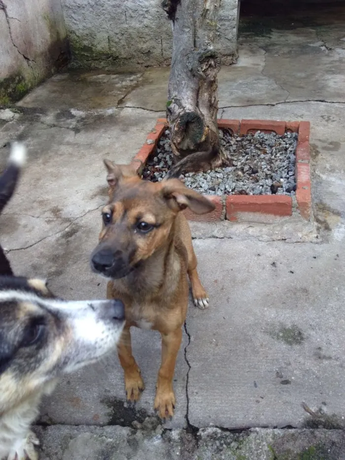 Cachorro ra a Srd idade 2 a 6 meses nome Marie