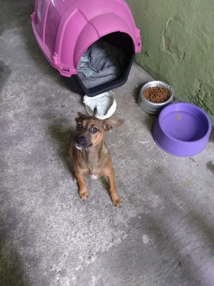 Cachorro ra a Srd idade 2 a 6 meses nome Marie