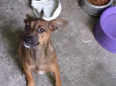 Cachorro ra a Srd idade 2 a 6 meses nome Marie