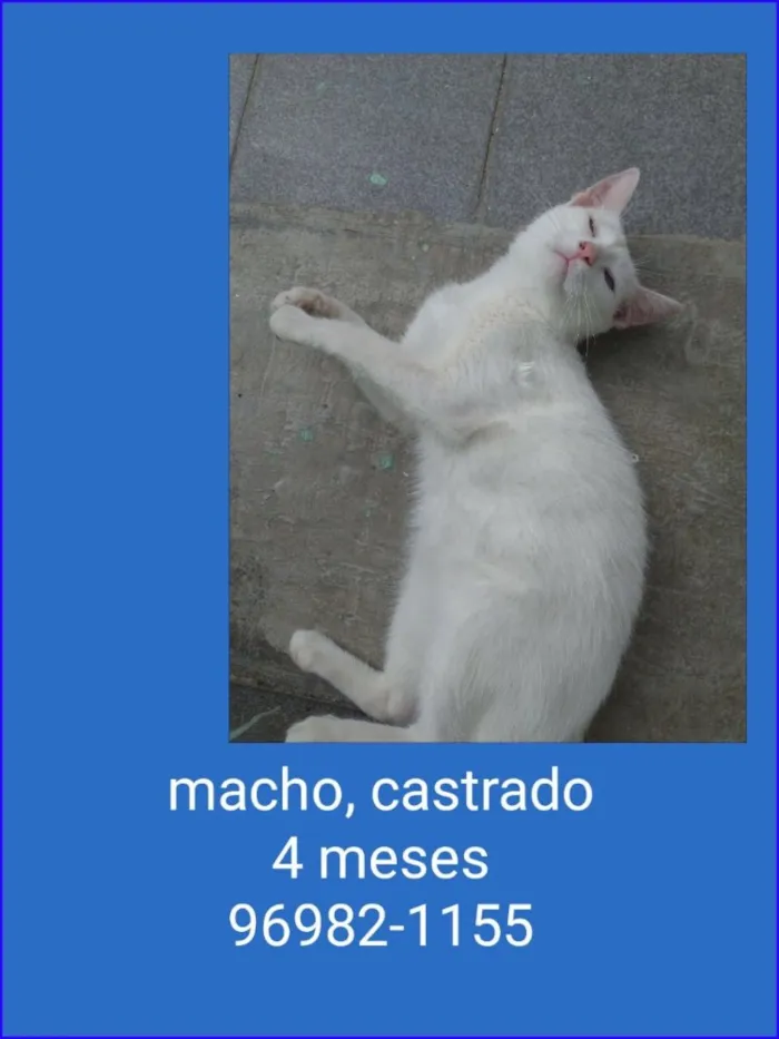Gato ra a SRD idade 2 a 6 meses nome LUIS ANTONIO 