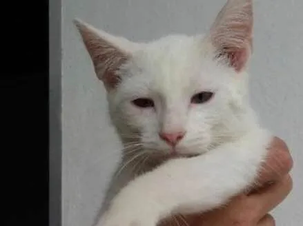 Gato ra a SRD idade 2 a 6 meses nome LUIS ANTONIO 