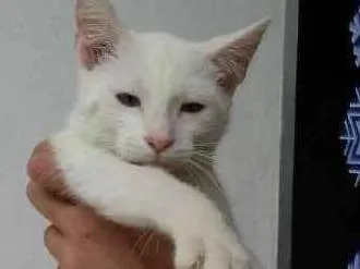 Gato ra a SRD idade 2 a 6 meses nome LUIS ANTONIO 