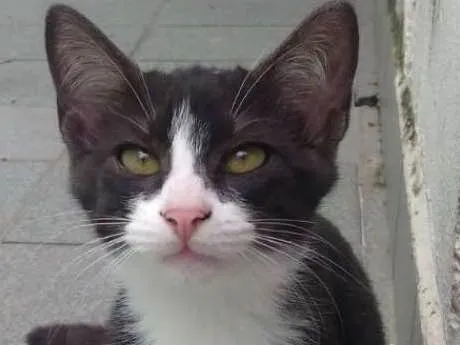 Gato ra a SRD idade 2 a 6 meses nome PAOLO