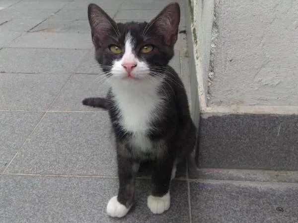 Gato ra a SRD idade 2 a 6 meses nome PAOLO