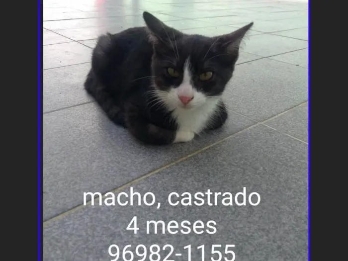 Gato ra a SRD idade 2 a 6 meses nome PAOLO