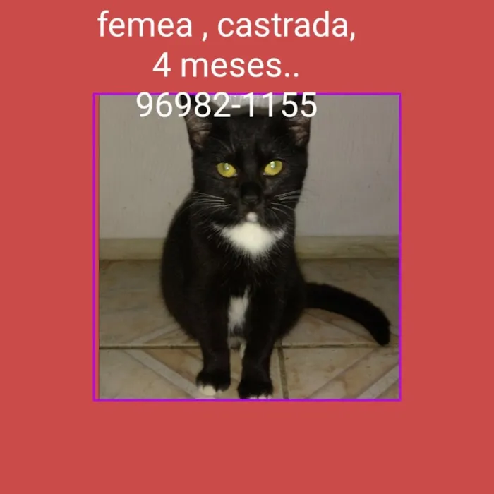Gato ra a SRD idade 2 a 6 meses nome JULIA 