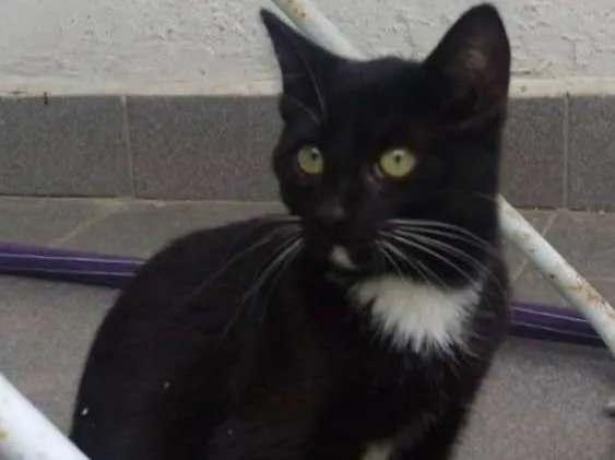 Gato ra a SRD idade 2 a 6 meses nome JULIA 
