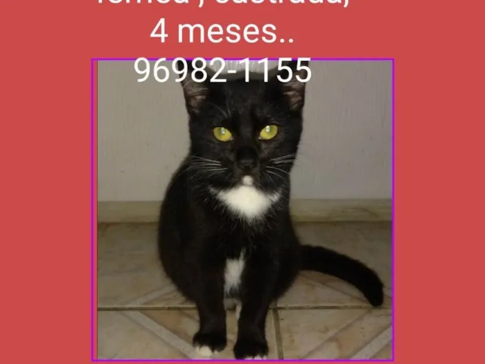 Gato ra a SRD idade 2 a 6 meses nome JULIA 