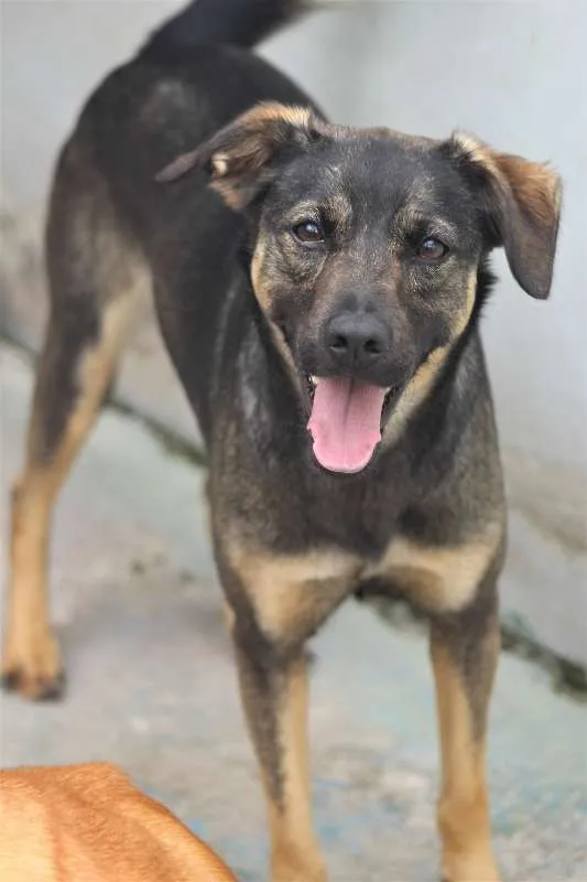 Cachorro ra a  idade 2 anos nome Ursinha