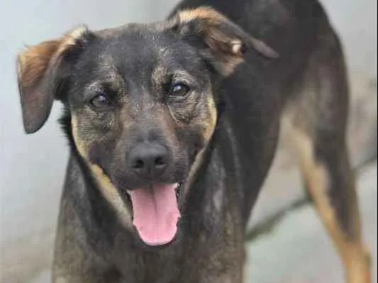 Cachorro ra a  idade 2 anos nome Ursinha