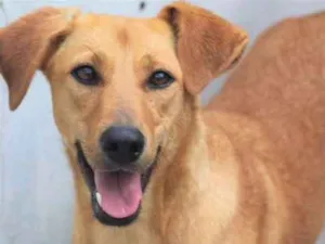 Cachorro raça  idade 2 anos nome Mel