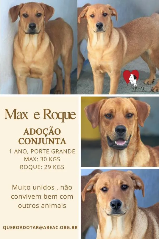 Cachorro ra a  idade 1 ano nome Max e Roque