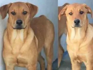 Cachorro raça  idade 1 ano nome Max e Roque