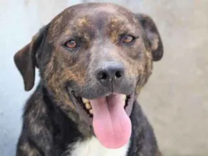 Cachorro raça  idade 2 anos nome Cyrus