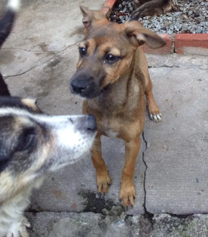 Cachorro ra a Srd idade 2 a 6 meses nome Marie