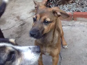 Cachorro raça Srd idade 2 a 6 meses nome Marie