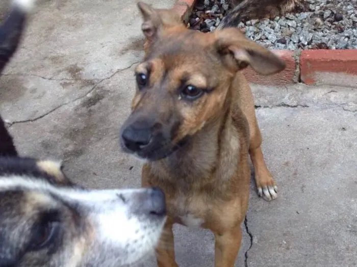 Cachorro ra a Srd idade 2 a 6 meses nome Marie