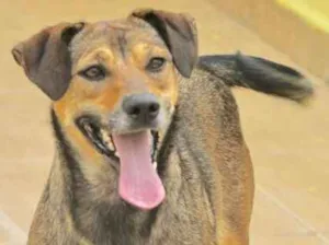 Cachorro raça  idade 2 anos nome Jolly