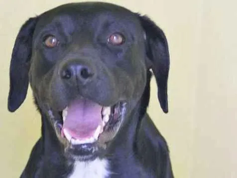 Cachorro ra a  idade 2 anos nome Ozzy