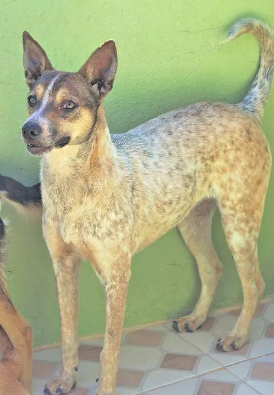 Cachorro ra a  idade 2 anos nome Dolly