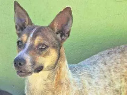 Cachorro ra a  idade 2 anos nome Dolly