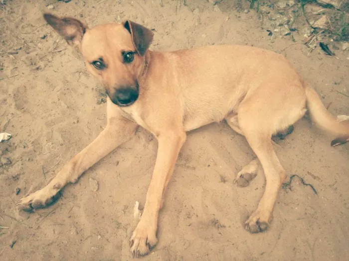 Cachorro ra a Vira-lata idade 2 a 6 meses nome Muphie