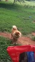 Chico