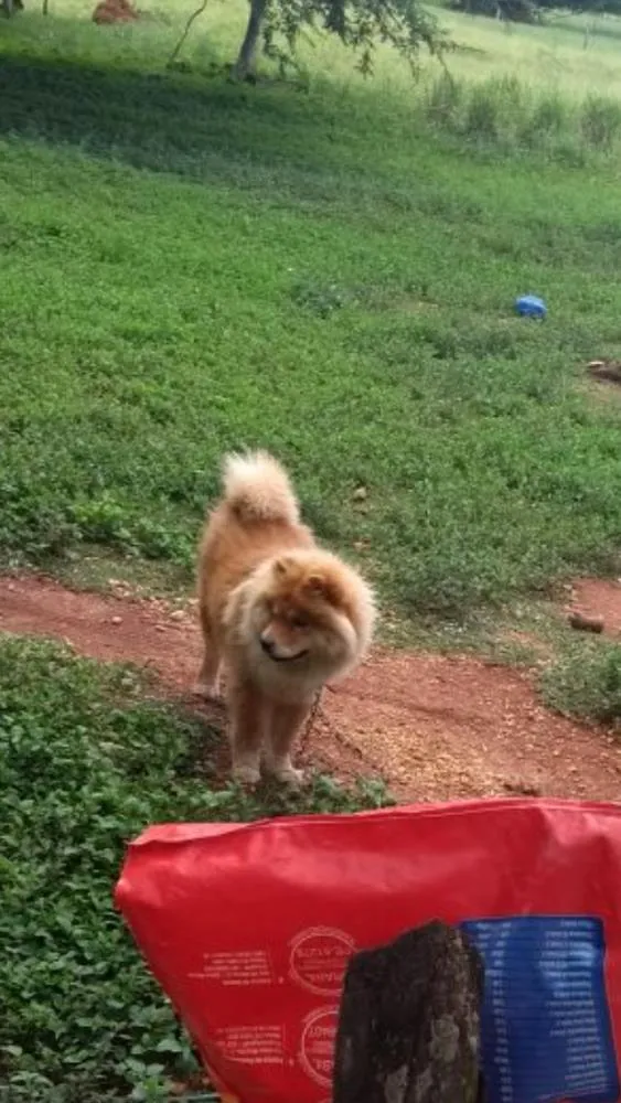 Cachorro ra a Chow Chow  idade 2 anos nome Chico