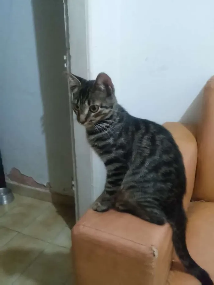 Gato ra a Srd idade 2 a 6 meses nome Sem nomes