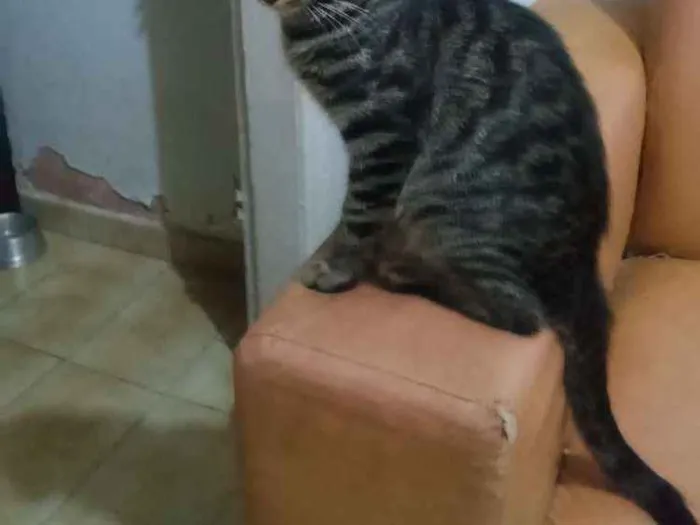 Gato ra a Srd idade 2 a 6 meses nome Sem nomes