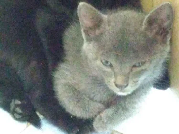 Gato ra a SRD idade Abaixo de 2 meses nome Sem nomes