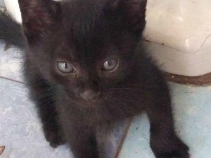 Gato ra a SRD idade Abaixo de 2 meses nome Sem nomes