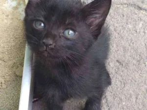 Gato raça SRD idade Abaixo de 2 meses nome Sem nomes