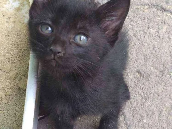 Gato ra a SRD idade Abaixo de 2 meses nome Sem nomes
