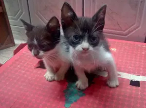 Gato raça sem raça idade Abaixo de 2 meses nome sem nomes 