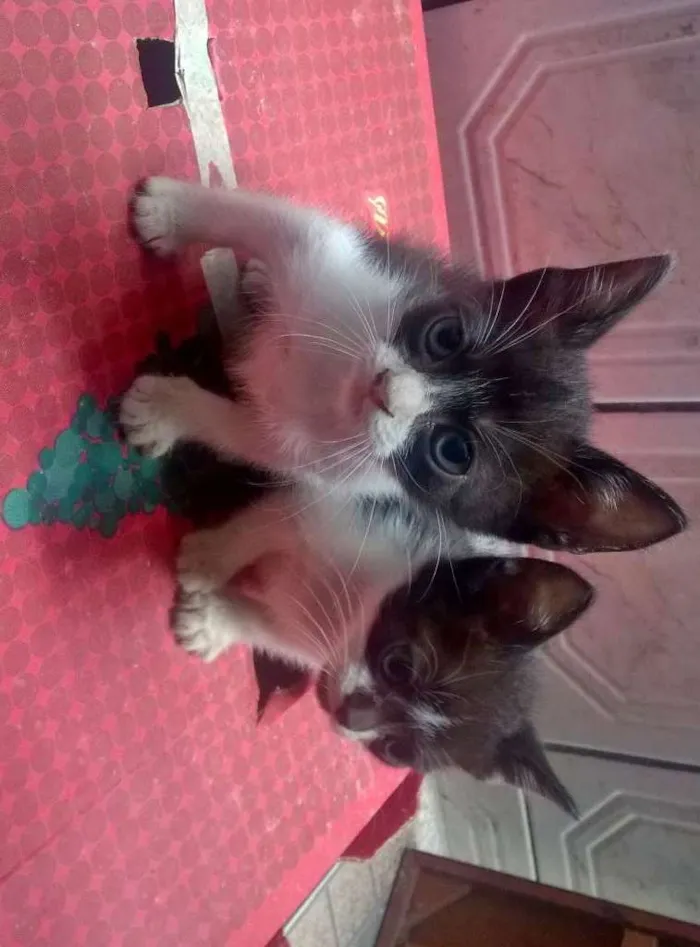 Gato ra a sem raça idade Abaixo de 2 meses nome sem nomes 