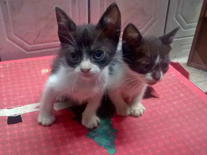 Gato ra a sem raça idade Abaixo de 2 meses nome sem nomes 