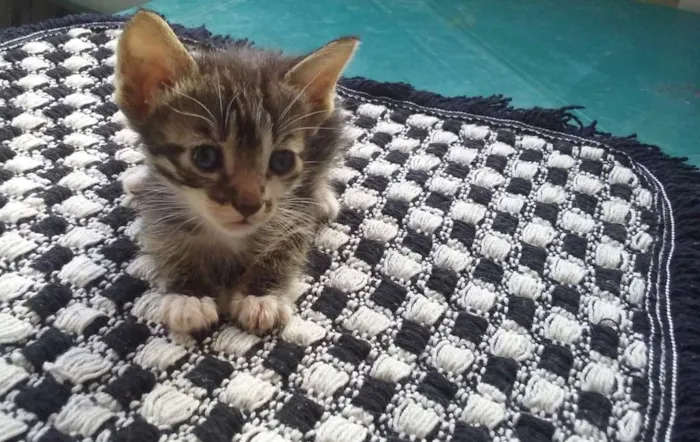 Gato raça Siamês misturado idade Abaixo de 2 meses nome Sem nome