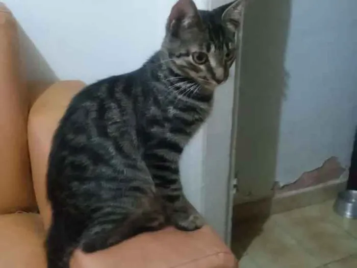 Gato ra a Srd idade 2 a 6 meses nome Sem nomes